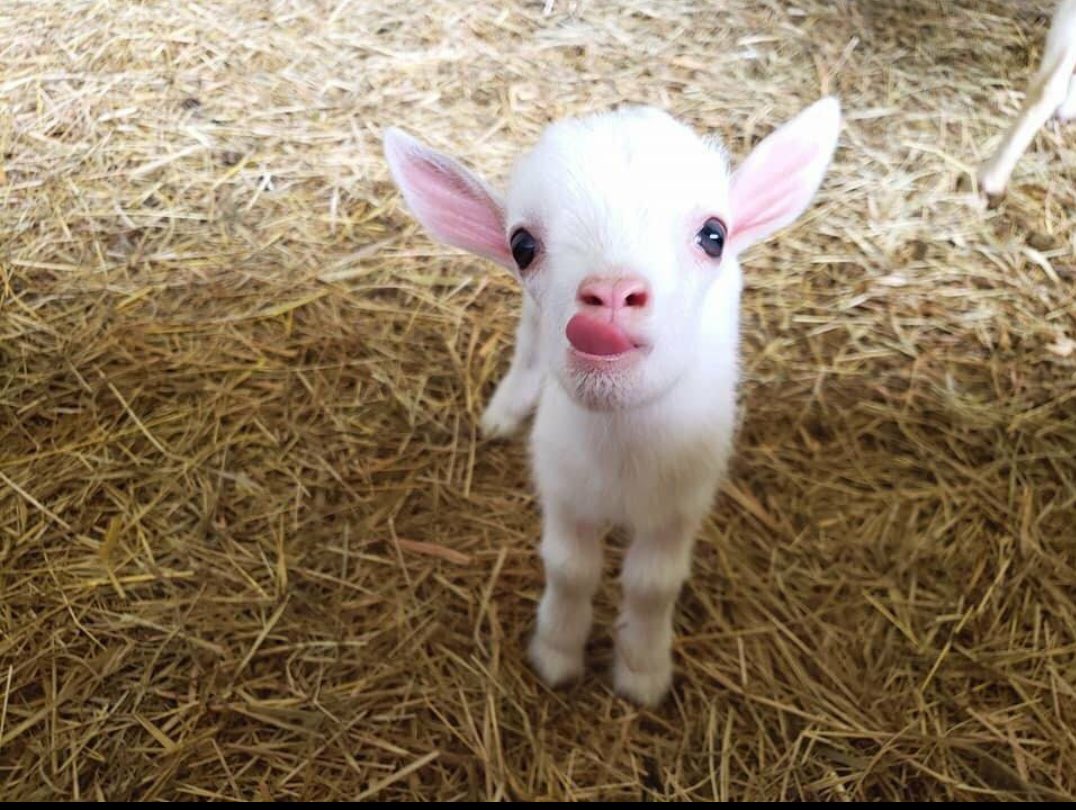 jordantriinity's tweet photo. also i rly want a baby goat. LOOK! AT! THEM! https://t.co/aHCuPGNMbM