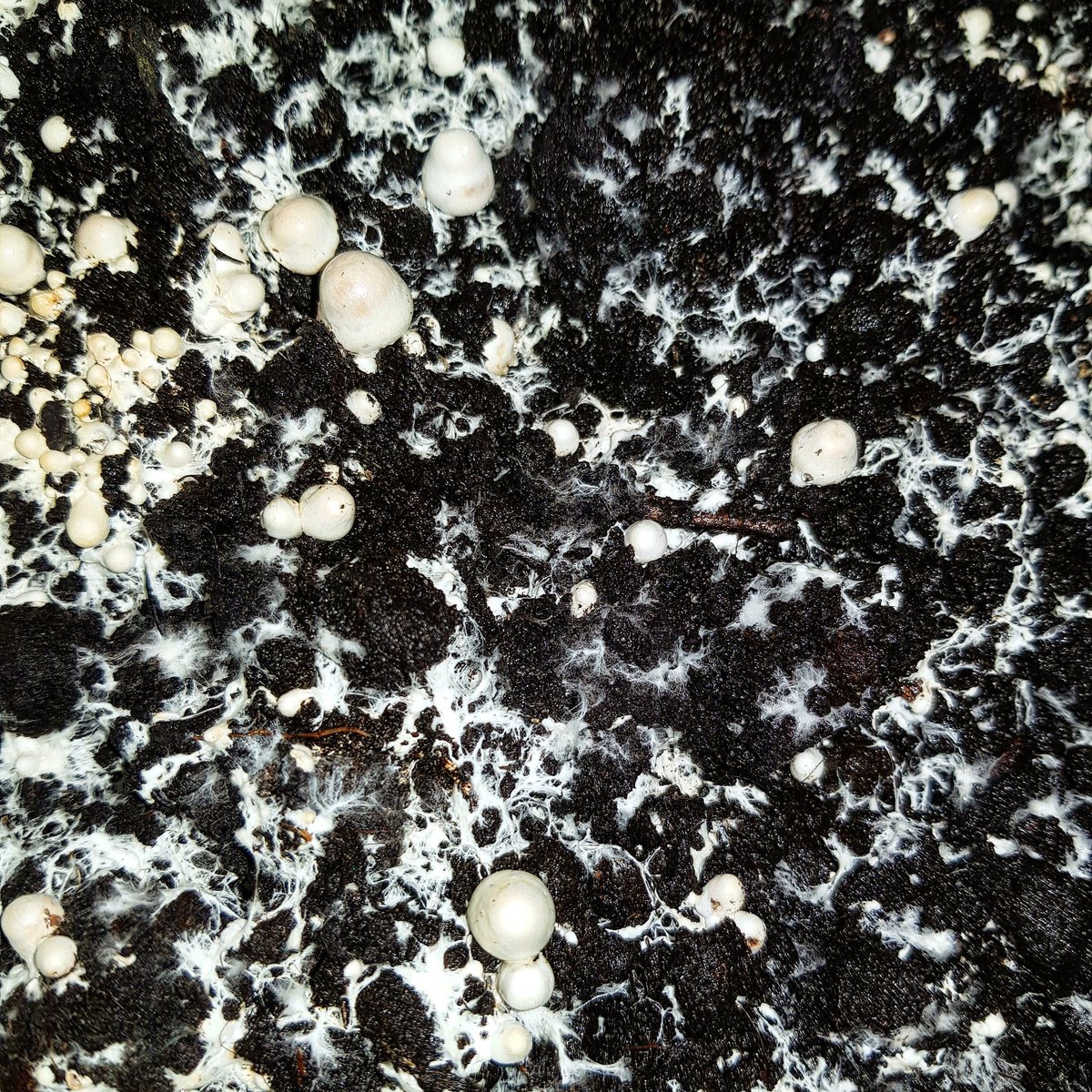 I'm growing mushrooms