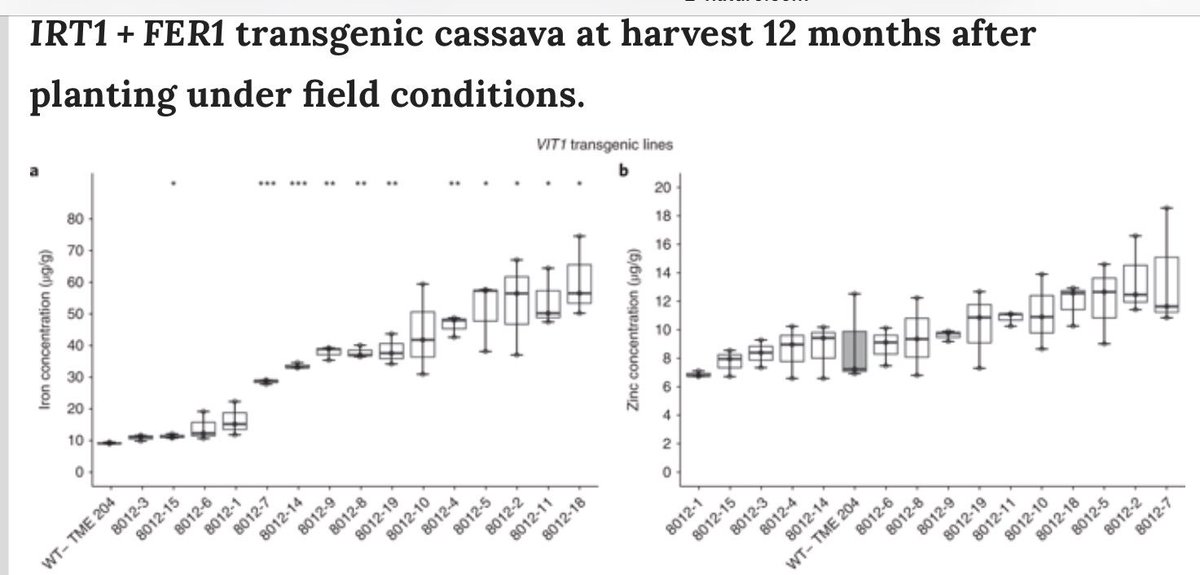 GMO cassava has 7–18 times higher iron &amp; 3–10 times higher zinc with no effect on growth or yield! Retention &amp; bioaccessibility also very good. GM cassava can meet half of the iron &amp; 70% of zinc requirements for 1 to 6 yr old children &amp; West African women

nature.com/articles/s4158…