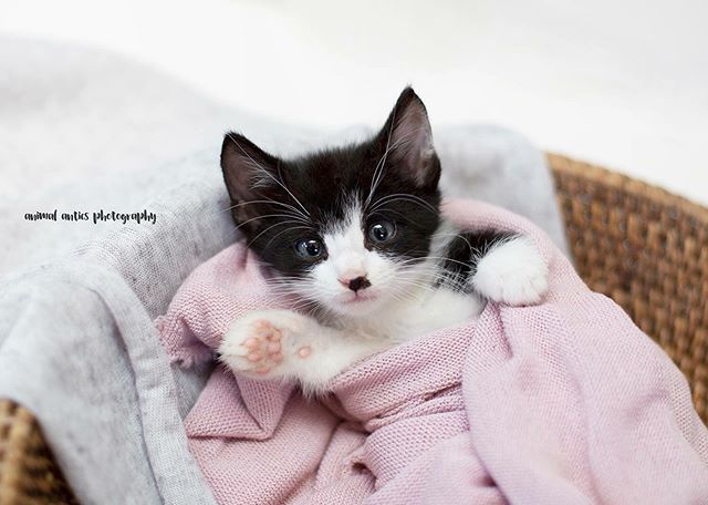 Littlest Bab - Meet Chevy! I knew my newborn props would come in handy after I stopped offering human sessions! bit.ly/2TfoHZI