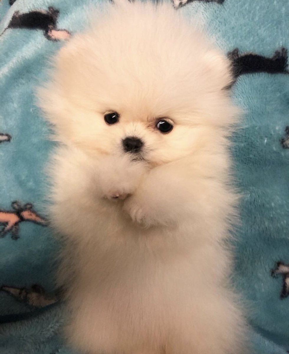 tony as poms (@tonyaspoms) on Twitter photo 