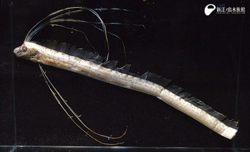 江の島の定置網に入った深海魚「リュウグウノツカイ」の標本を、きのう