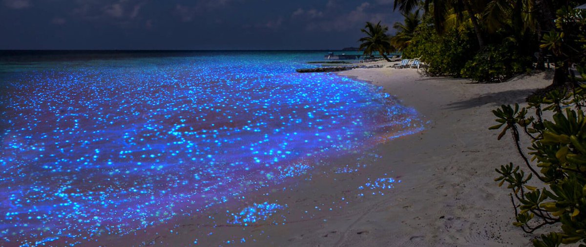 sea of stars maldives real sea of stars maldives real