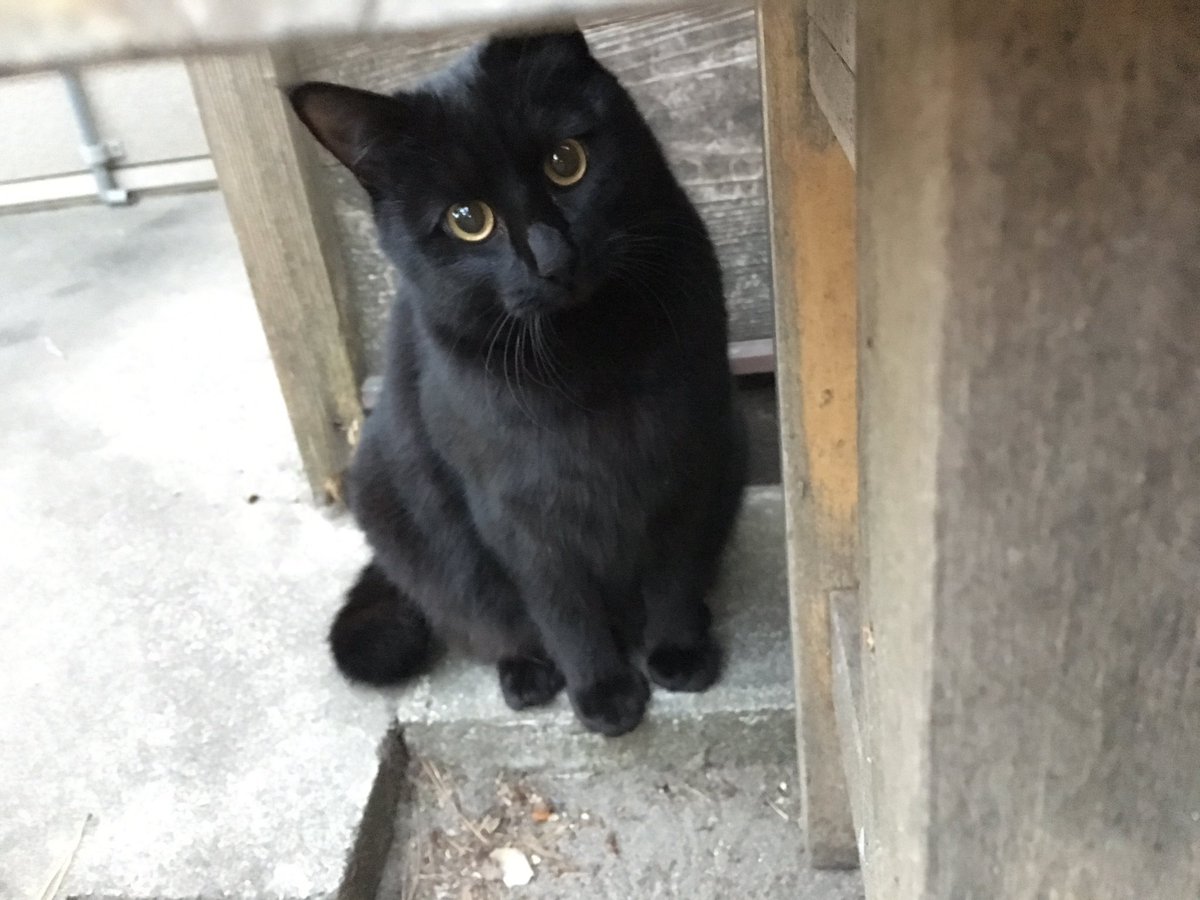 wanko630's tweet photo. 猫ちゃあかわいい https://t.co/YVJFAaJ5O1
