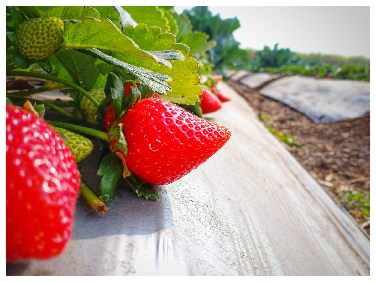 YamiHotkar's tweet photo. #strawberrylover #strawberryfarm🍓 #jucie #tasty #healthy #yummy #yum #nature #instagood #instatravel #followme #photography #likeforlikes #TwitterWorld #foodporn #travelphotography #fruits #vibes #bhuinj #bhuinjfarm #berries #farm #vegan #love #winter #nature #india https://t.co/5jahb1Vk4P