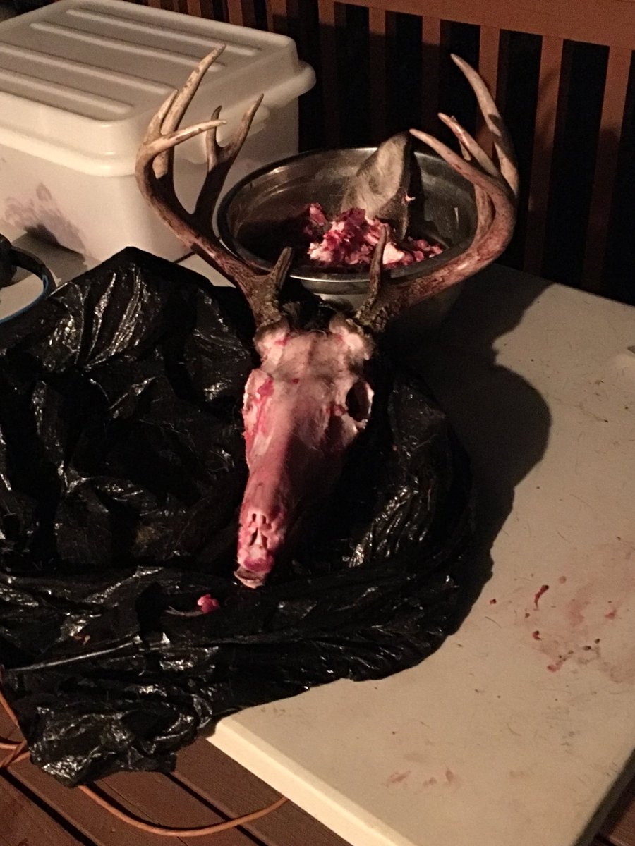 Tenpointlures's tweet image. This hunting was probably the best hunting season I have had‼️ I have seen so many deer this season an have missed quite a few chances to shoot some other deer but I’m a glad to finish the season off with this guy‼️ he make one heck of a European mount👍🏼

(Need any euro’s done❓)