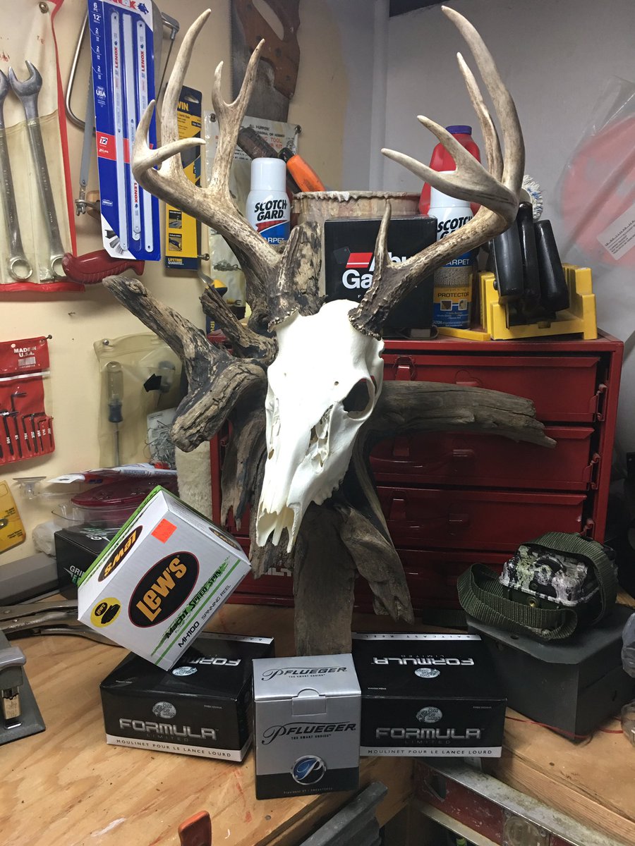 Tenpointlures's tweet image. This hunting was probably the best hunting season I have had‼️ I have seen so many deer this season an have missed quite a few chances to shoot some other deer but I’m a glad to finish the season off with this guy‼️ he make one heck of a European mount👍🏼

(Need any euro’s done❓)