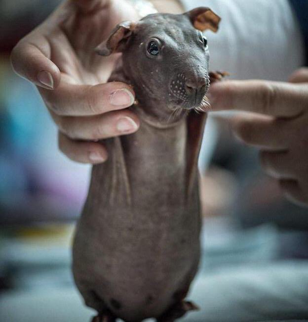 джинсы женские армани эксчендж купить в москве. Colins carla 703 slim fit джинсы женские. свинка скинни. скинни отзывы. морская свинка скинни.