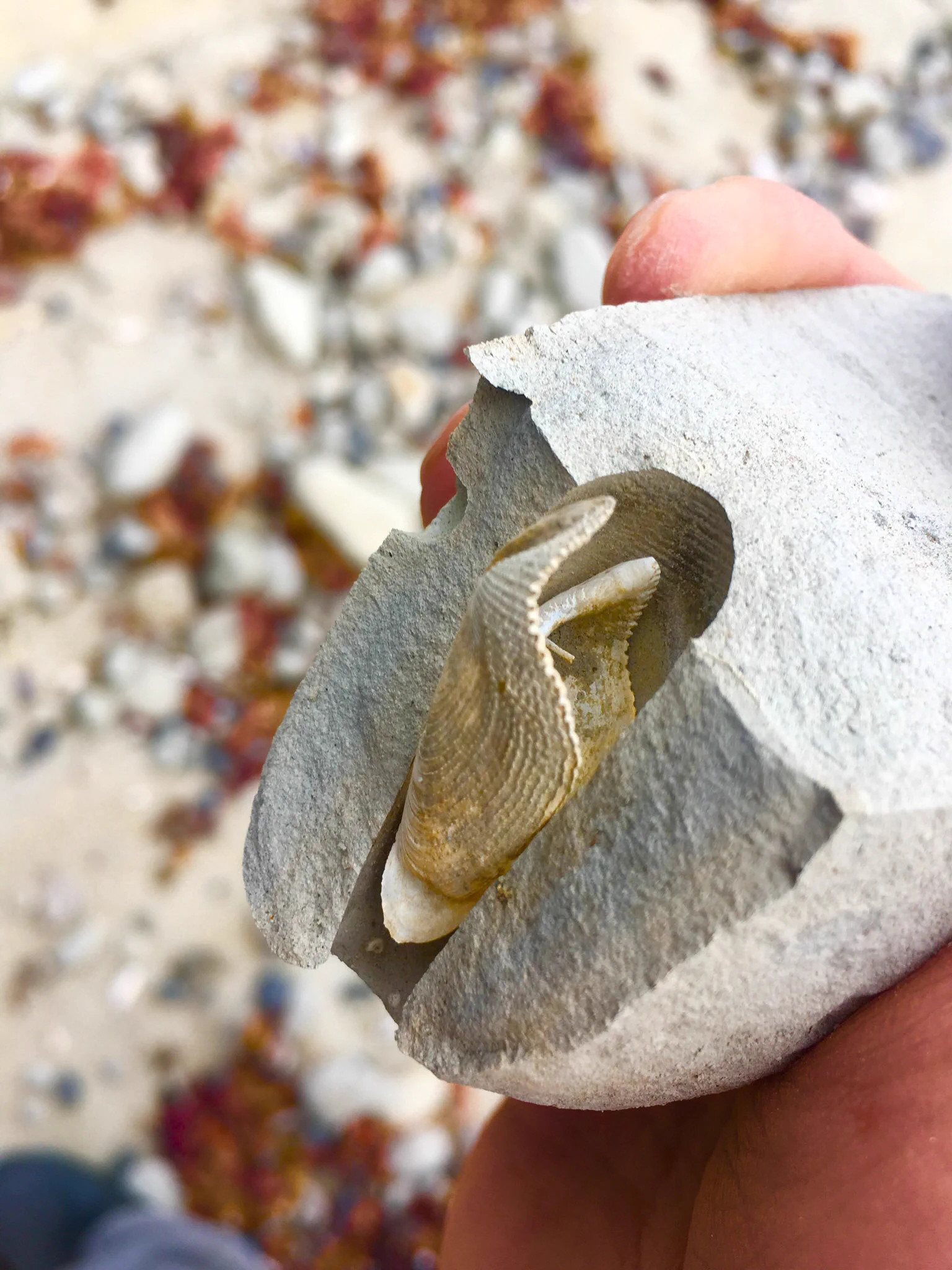 稀少★穿孔岩 穿孔巨礫 鑑賞石 水石 自然石 景石 盆石 約29cm カモメ貝 DyDdhROU8AIb63o?format=webp&