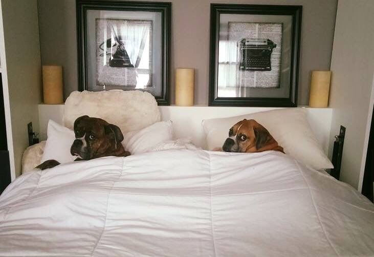 life_boxer's tweet photo. https://t.co/G4CSXisYZG #LovedByABoxer @boxerbond @Boxers_Buddies @OwnedByaBoxer @BoxerWorld @BoxerDogUnion @flaboxerrescue @HavenBoxer #BoxerHavenRescue #PuppyLove @savetheboxers @mustluvboxers @Adopt_A_Boxer #BoxerMom #LifeLessons https://t.co/gCVDjUveyT