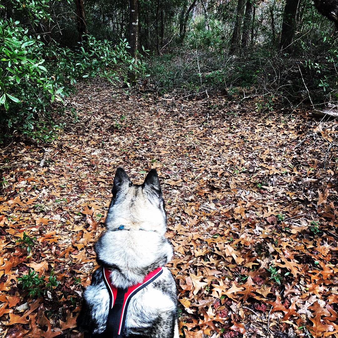 #thatssoruna looking towards a path we are not headed. Getting her to sit for the picture was amazing! #norwegianelkhound #floridatrails #emeraldcoast #getmoreoutdoors
