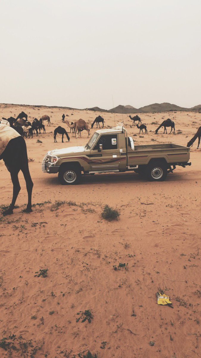 بنبطي نحب البل وبنورّث التالين
ومن جيل يتبع جيل نرّث محبّتها