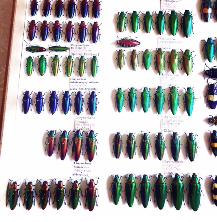 ento_maniac's tweet photo. Buprestidae - Chrysochroa sp.
By Brazilian. entomologist Celso Godinho Jr 

#buprestidae #entomology #entomologist #science #nature #wildlife #beetle #beetles #insect #insects #museum #scientist #bugs #ecology #zoology https://t.co/Colc9S7mVh