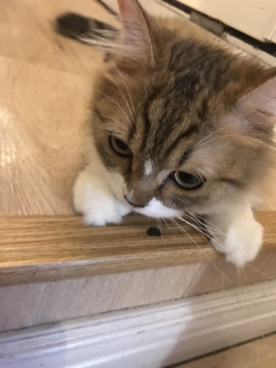 __lUYUl's tweet photo. 食事事情と、とりあえず🐈 https://t.co/3iVrdRHMTm
