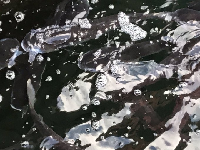 @mtmtmot ぼら〜ぼら〜ボラ〜^_^🐟🐟🐟🐟🐟🐟🐟🐟🐟🐟 