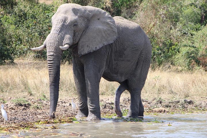 Well all men understand what happens every morning when you wake up.
This #elephant had 6 legs 😂😂ultimatewildsafaris.com 
📷Bentique 
#mammal #nationalparks #visituganda #africanbushelephants #elephants #ultimatewildsafaris #elephanttattoo #elephantsofinstagram #elephantsafari