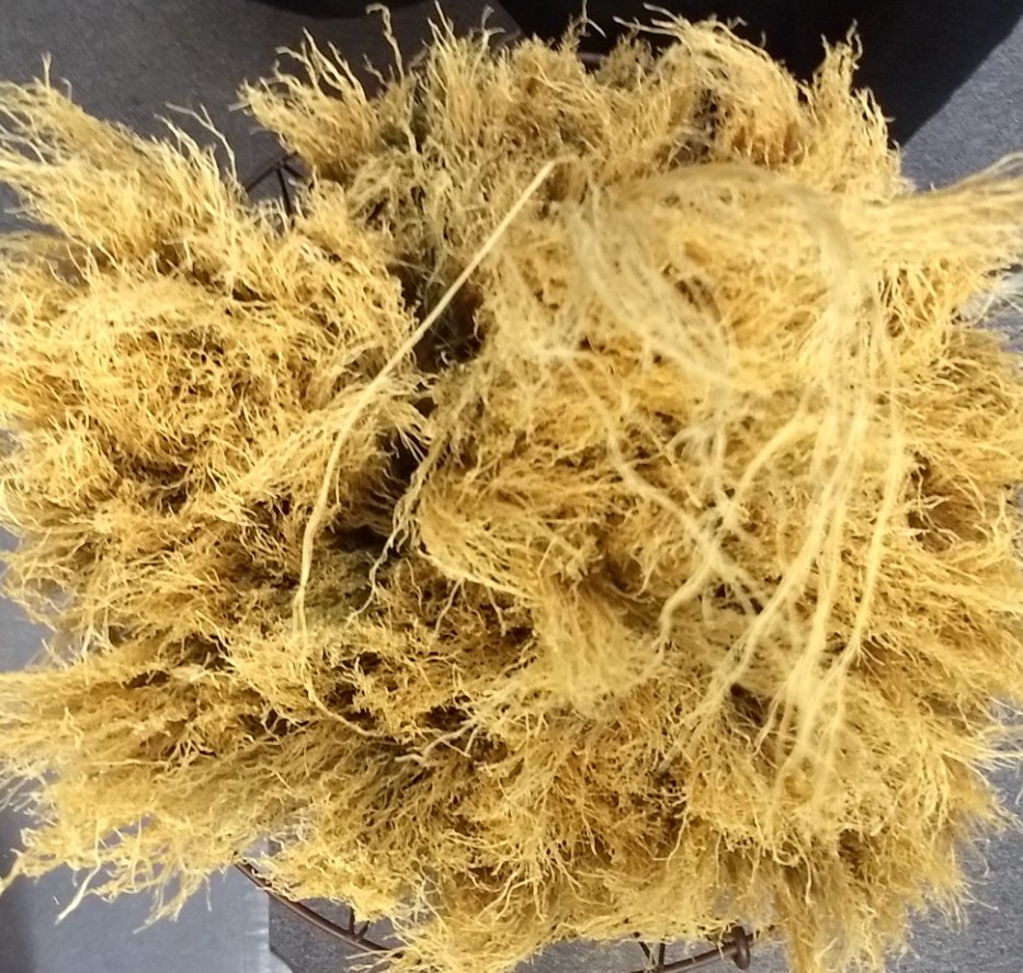 Wickedbrooms's tweet photo. Craft Broom Corn. 

#naturalfiber #broomcorn #wickedbrooms #broomcraft #brooms #harrypotter #flyingbroom https://t.co/U7xMuV41Le