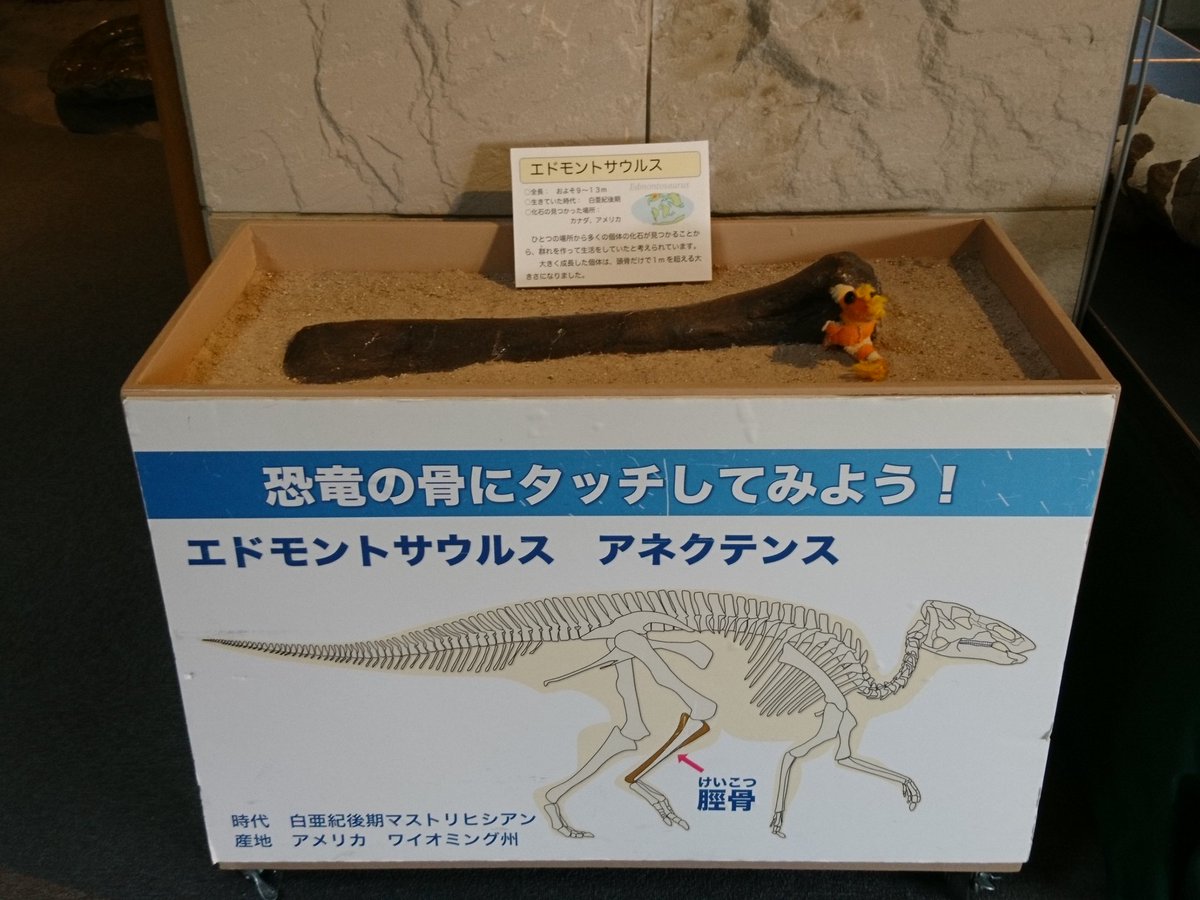 ブランキオサウルス(Branchiosaurus sp.)全身化石 ブランキオサウルス(Branchiosaurus sp.)全身化石