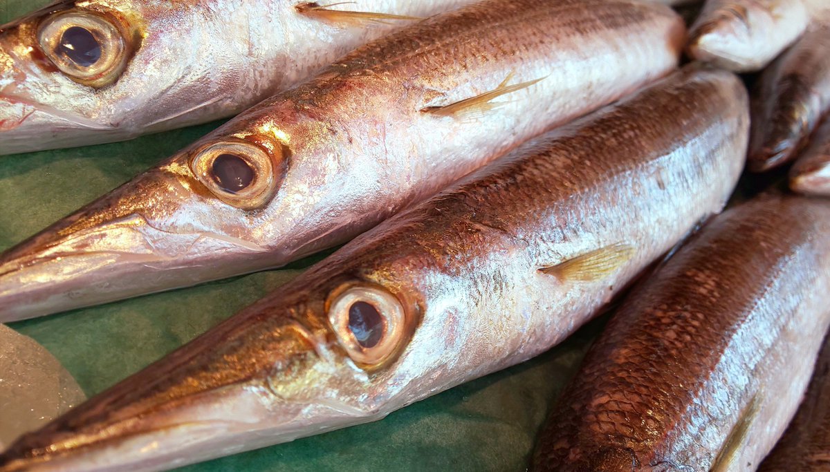 練馬 丸川水産 ありがとうございます 焼いてスダチ さすがです やはり魚は塩焼きですね 梭子魚 かます カマス かます開き カマス開き カマス塩焼き 練馬 魚屋 鮮魚 魚 刺身 練馬駅 Fishmonger Fishshop Fish 練馬 丸川水産 ありがとうございます 焼いてスダチ さすがです やはり魚は塩焼きですね 梭子魚 かます カマス かます開き カマス開き カマス塩焼き 練馬 魚屋 鮮魚 魚 刺身 練馬駅 Fishmonger Fishshop Fish
