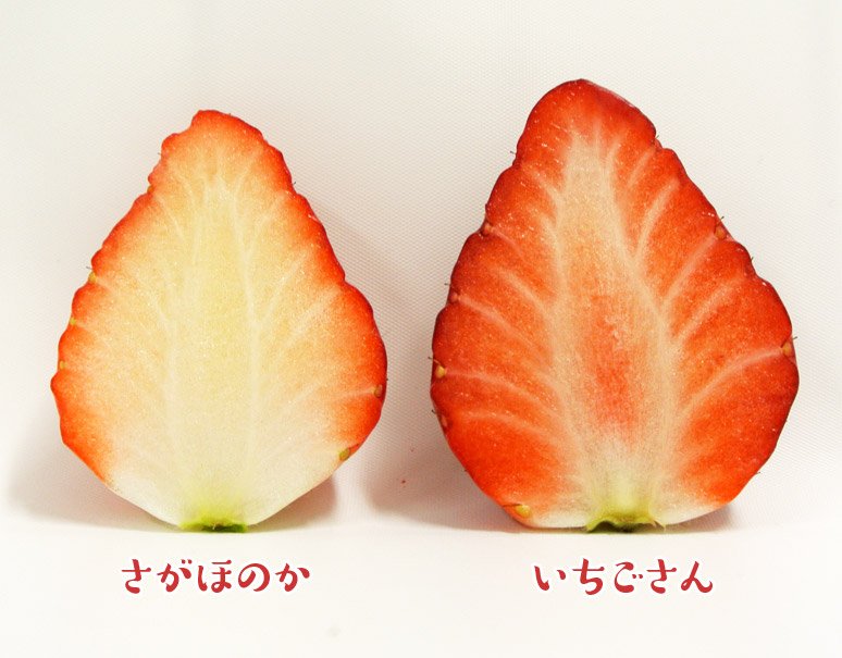 تويتر 豊洲市場ドットコム على تويتر 佐賀県 のオリジナル品種 苺の断面図 対決 先日たまたま同じ日に さがほのか と いちごさん が手に入ったので比較画像を撮ってみました 断面図の違い おわかりいただけただろうか T Co Mpbsdvatvx