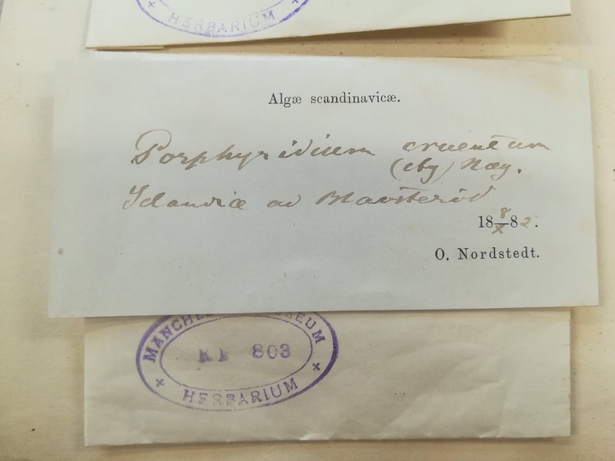 Can anyone spot an place name in this handwritten label? It's an alga from Scandinavia held @Aristolochia #herbariumlife #HerbTranslator #cursivehandwritting