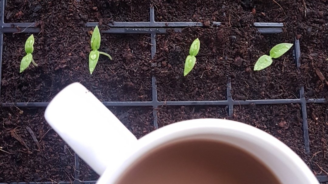 Lots more sowing &amp; potting on today. Nice we're being kept at 20°C! Keeping the coffee nice &amp; warm too!