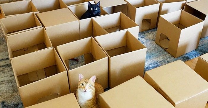 50個のダンボール箱と遭遇した2匹の猫さん。夢のような空間に喜びを抑えきれなくて、可愛い行動に出た ( *´艸｀)♡ petfilm.biz/?p=82802