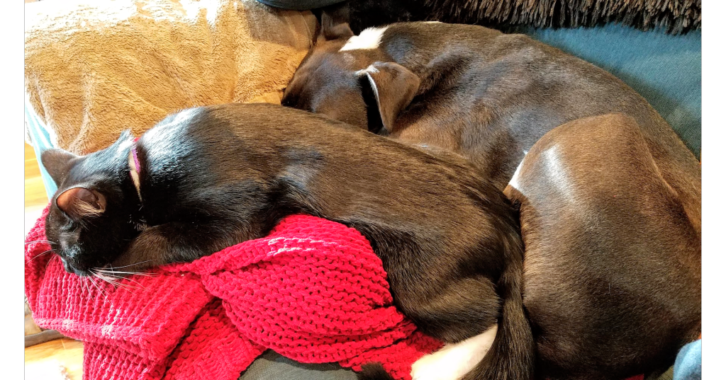 JonShaulis's tweet image. Truncate vs Delete in SQL Server! #SQLServer #SQLNewBlogger #TruncateOrDelete jonshaulis.com/index.php/2019…