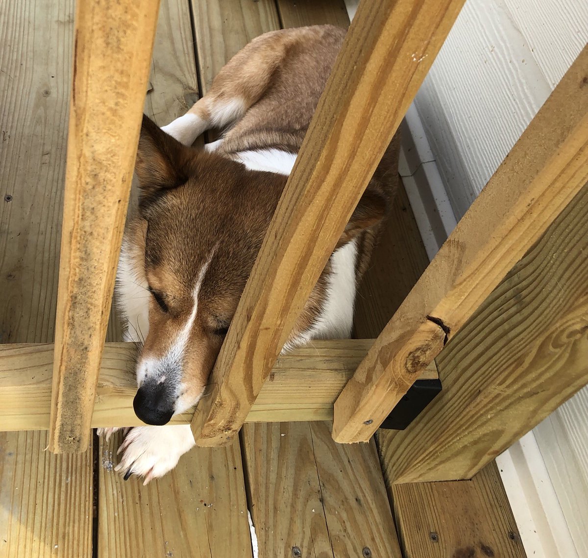 MsEmmaDaCorgi's tweet photo. Just napping on the railing 💤💤 #CorgiLife #pillow https://t.co/AcdsQ50sDh