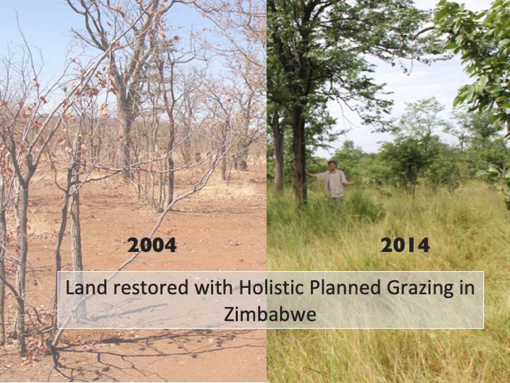 This is what solving climate change looks like with cows properly managed. Soil holds carbon. Cows restore soil. #HolisticManagement #PlannedGrazing #LivableFuture #Soil4Climate #SoilNewDeal africacentreforholisticmanagement.org