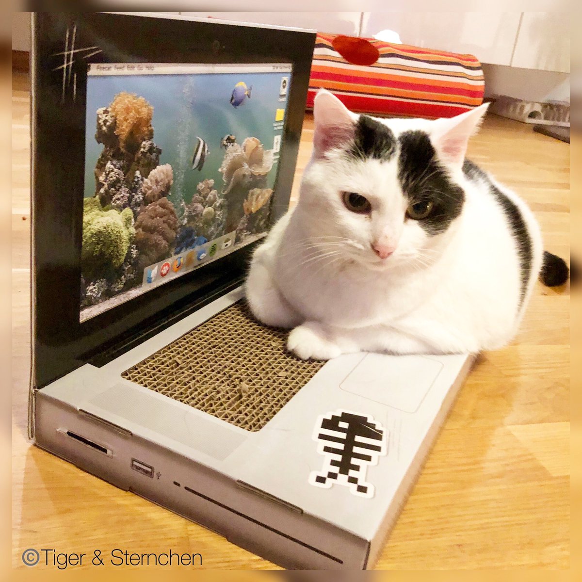 Tiger_Sternchen's tweet photo. Tiger, kannst Du mal weiter mit unseren Freunden schreiben? Auf meinem Laptop klemmen die Tasten... 🙈😂😻

Tiger, can you keep writing with our friends? On my laptop the keys are stuck ... 🙈😂😻 

#laptop #tasten #catlaptop #catonlaptop #follow4follow #followforfollow  #Katze https://t.co/Rrg9TNW24B