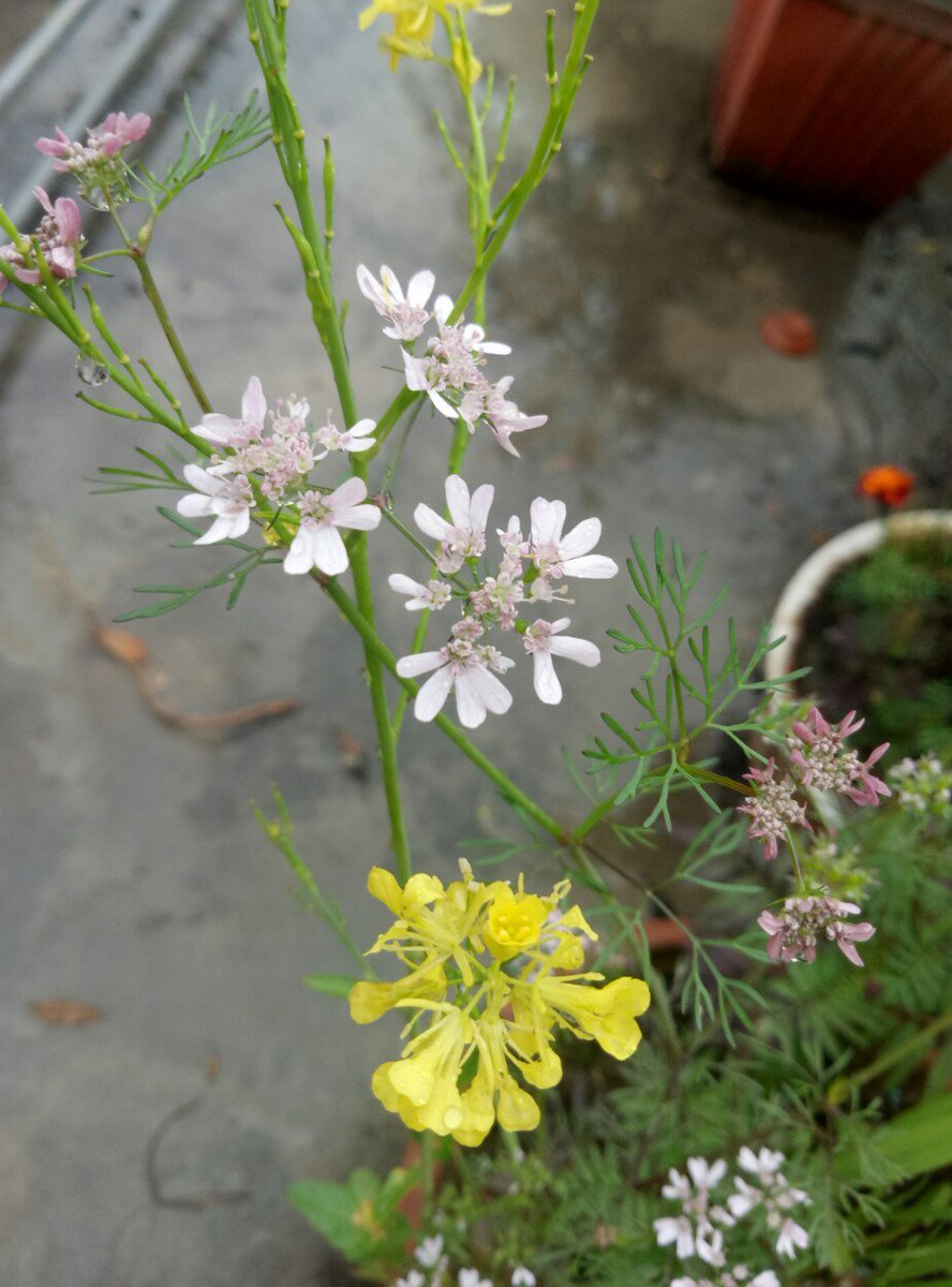 Ayush_singh13's tweet image. #InFocusSmartphone