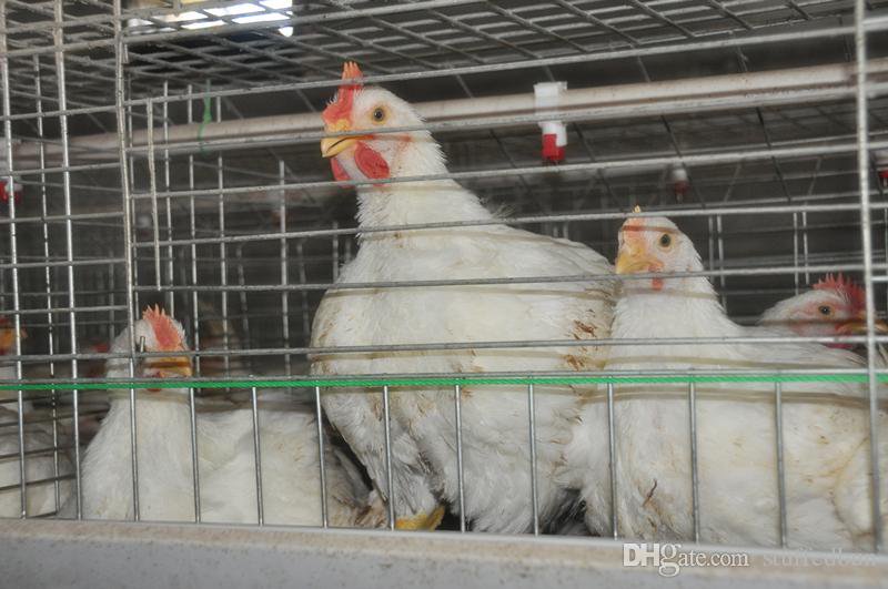 Staunch machinery Uganda provides full range of Chicken cage  layer , broiler , one day old . 
like our page <a href="/StaunchUg/">Staunch Machinery Uganda</a> to see more  
contact : 0793500000 
we are located in industrial area 6th street 
jinja road madvani building Kampala 0702544444