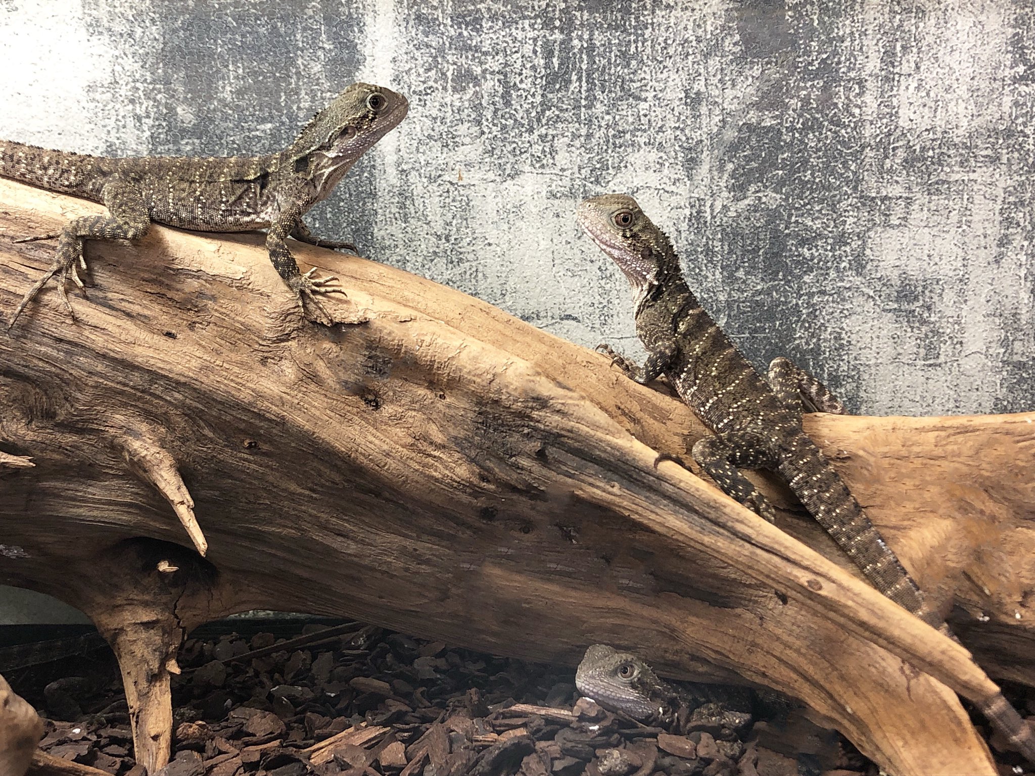 爬虫類ショップ マニレプ スタッフの呟き ヒガシウォータードラゴン とても可愛いサイズのベビーが沢山います 大きくなるとまさにドラゴンのようなかっこいいトカゲになりますよ マニレプ T Co Mr1ztol1kn Twitter 爬虫類ショップ マニレプ スタッフの呟き ヒガシウォータードラゴン とても可愛いサイズのベビーが沢山います 大きくなるとまさにドラゴンのようなかっこいいトカゲになりますよ マニレプ T Co Mr1ztol1kn Twitter