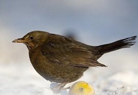 Da noi la leggenda narra che, gli ultimi giorni di gennaio, fece così freddo che la bianchissima merla si rifugiò in un comignolo. Non fu più bianca. #giornidellamerla