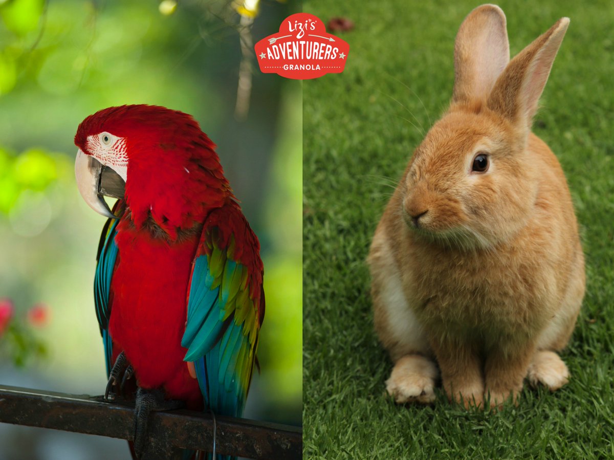 liziskids's tweet photo. Did you know: Rabbits and parrots can see what is behind them without turning their heads? How cool is that? https://t.co/wlpCTxT3ob
