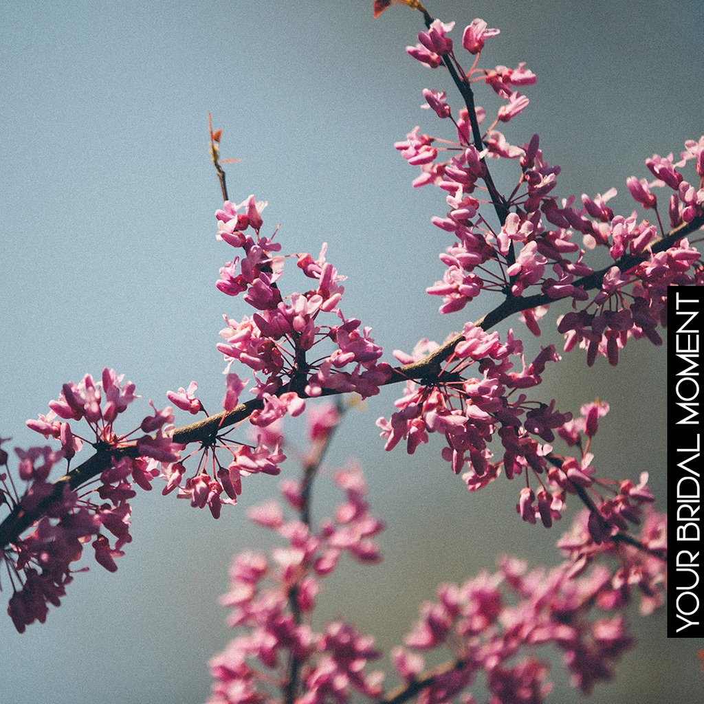 B E A U T Y 
Good morning - a little pretty pink from nature to start the day with a smile!
#yourbridalmoment #bridalmoments #flowers #beauty #happy #love #sunshine #weddings #mornings #winter #nature #southwestweddings #brides #sunnydays #instagood #photooftheday #beautiful
