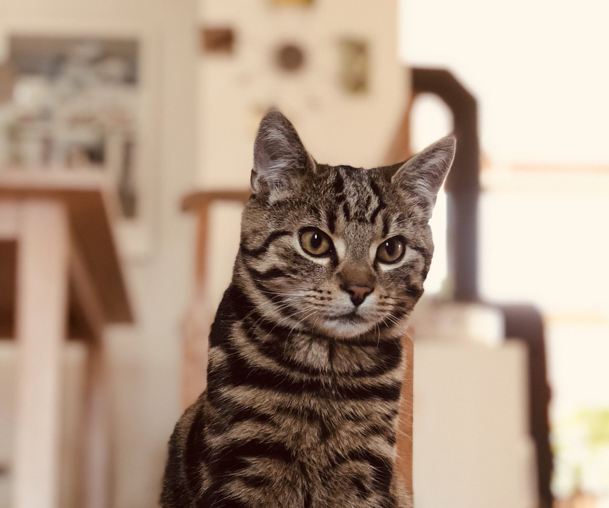Malukitten's tweet photo. Wenn Blicke töten könnten... #CatsOfTwitter #cat #katze https://t.co/e2Ha8guim0