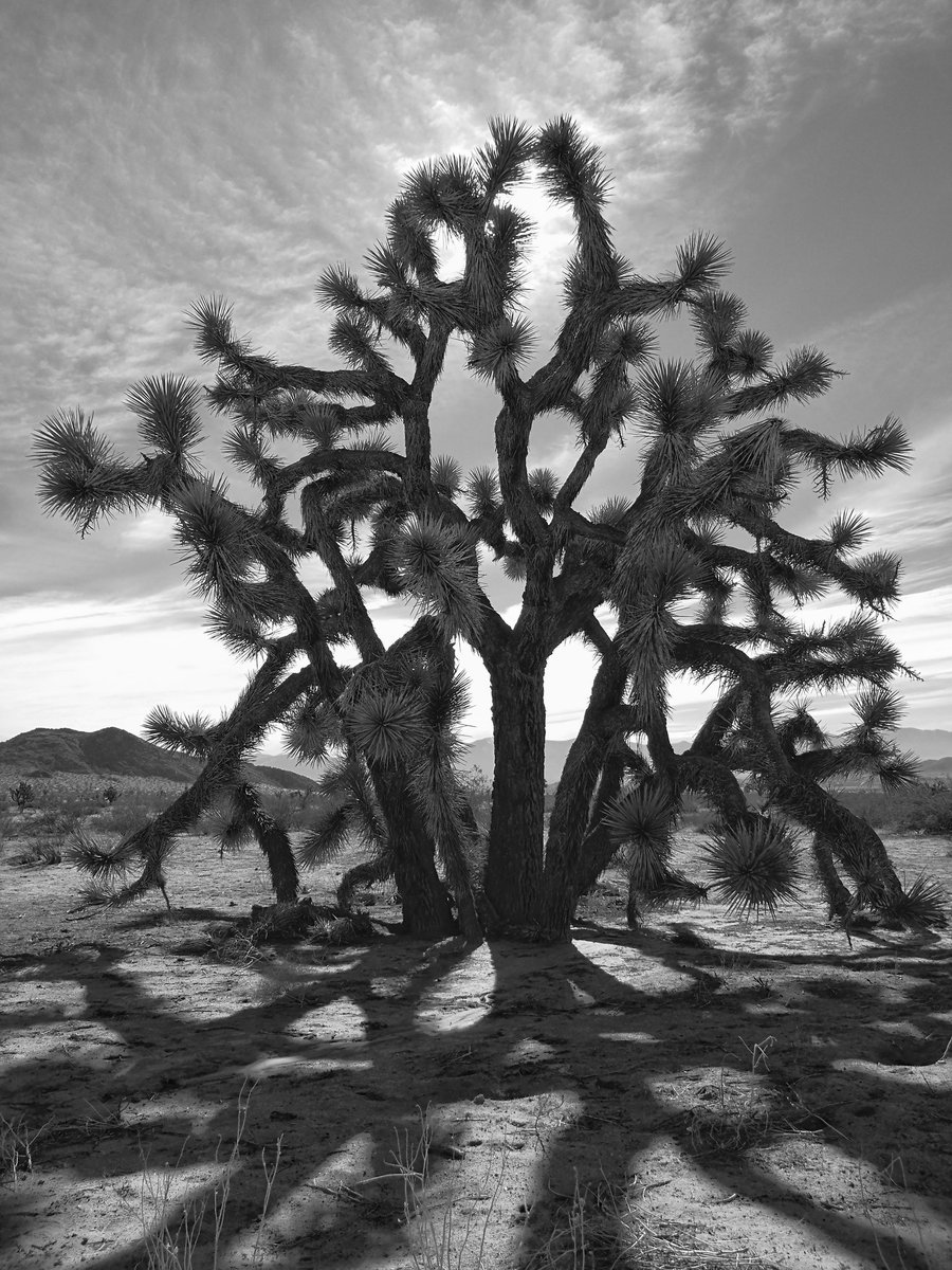 MobilographyNet's tweet image. #Mobilography