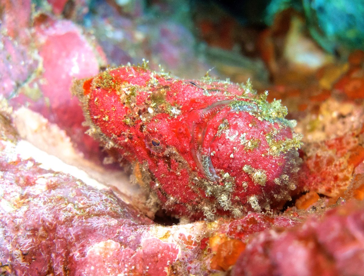 similan_scuba's tweet photo. Everybody (diving professionals) loves a frog fish. Not easy to find around the Similan Islands so the the reward is wonderful 😍😍 #frogfish #underwaterphotography #underwater #scubadiving #divinglife #scubadivinglife  #lovethechallenge #underwatermacro  #similanscuba #khaolak https://t.co/cAJmd1NvLU