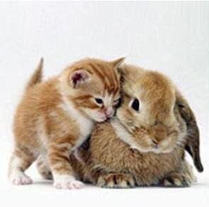 nctpets's tweet photo. kitties and their bunny duplicates https://t.co/qs73ZYtVeN