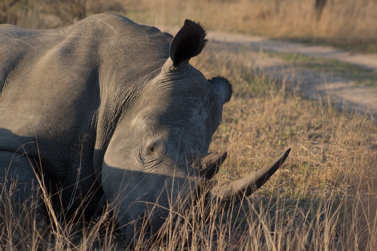 ICORP and its great support teams are making us so proud. As from today, we are registered as fully compliant, not for profit in SOUTH AFRICA! This means Australia, the US and now the continent on which we operate.

facebook.com/photo.php?fbid…