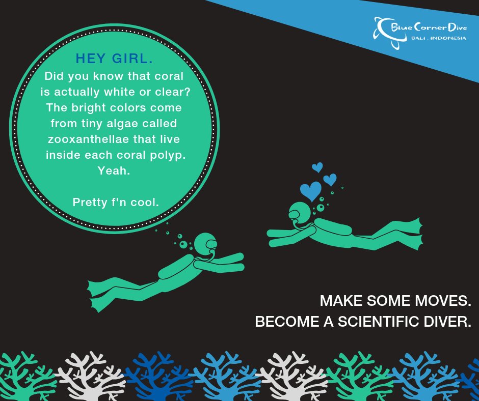 BCDLembongan's tweet image. What will motivate YOU to become a scientific diver? Check out bluecornerconservation.org to see how you can reach that next step in your diving career and become an overall science badass! POWER TO THE NERDS. ✊🔬🐟

#bluecornerdive #scientificdiver #scientificdiving #divemaster