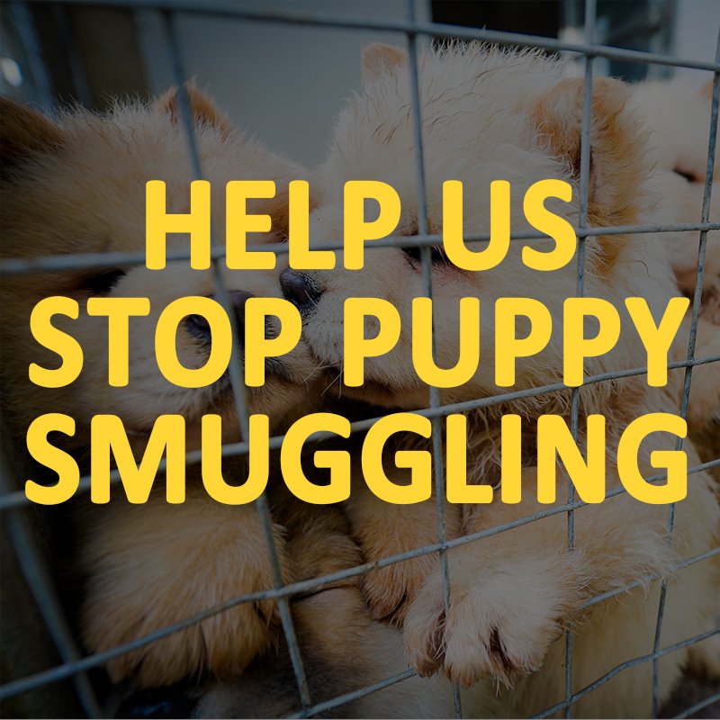 DogsTrust's tweet image. #ThingsIWouldBan: Puppy Smuggling.

If you agree, tell your MP ➡️ puppysmuggling.org.uk 🆘🐶