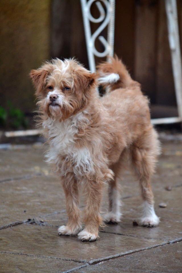 miss_ing's tweet photo. @BBCRadioWales @jasonmohammad YES.  Make a stand against this BRUTALITY!  Dogs are friends not food!  I adopt a puppy tomorrow who is a meat trade survivor—she was on a truck to a slaughterhouse.  She’s seen the worst of humanity. Time to show her the best! IN WALES! https://t.co/8KiTiEOt6Z