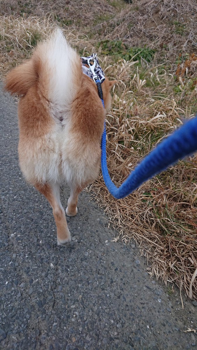 尻毛