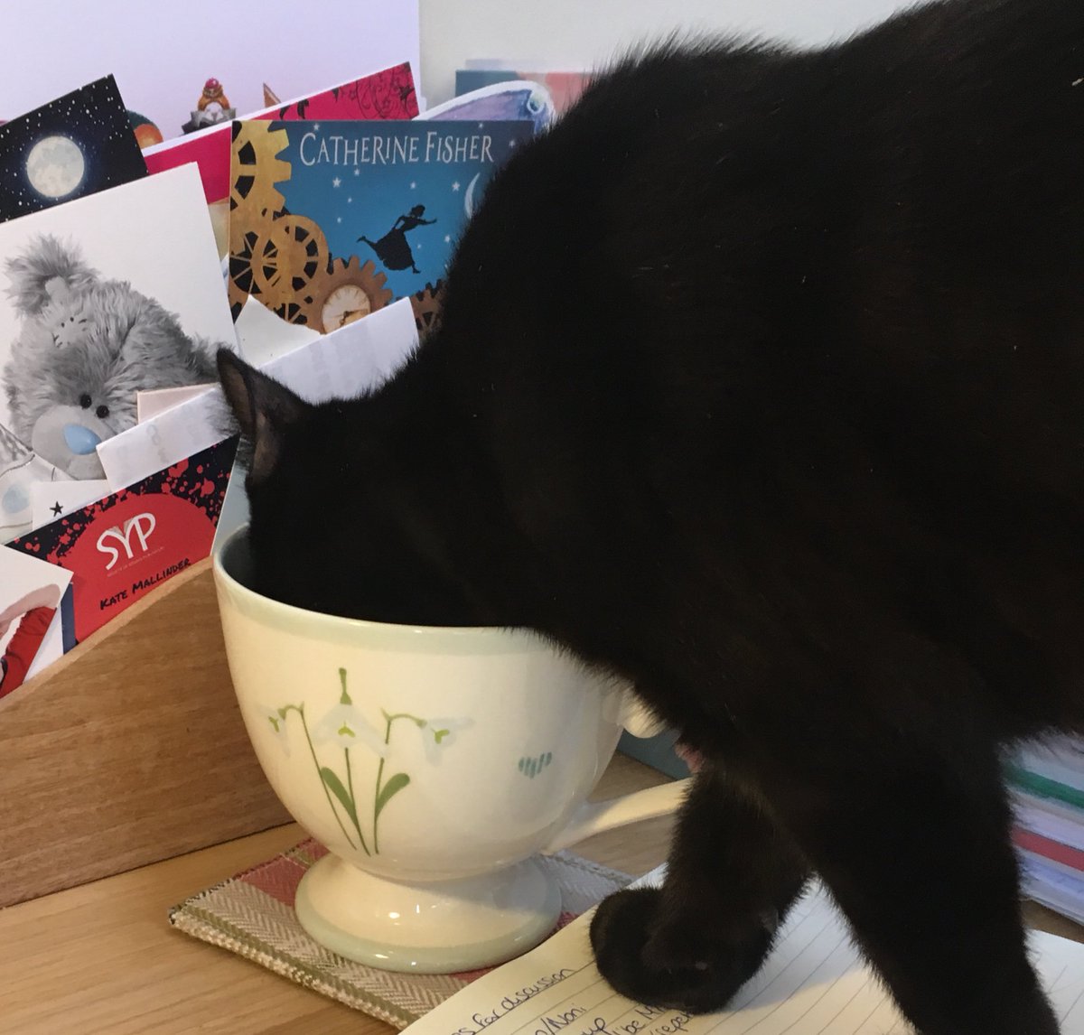KateMallinder's tweet photo. Yep, heβs a writerβs cat alright
#lovestea https://t.co/UrZ0iNjex7