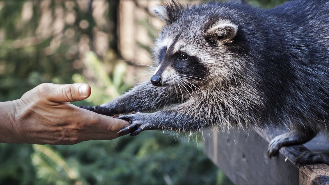 アライグマなぜ洗う