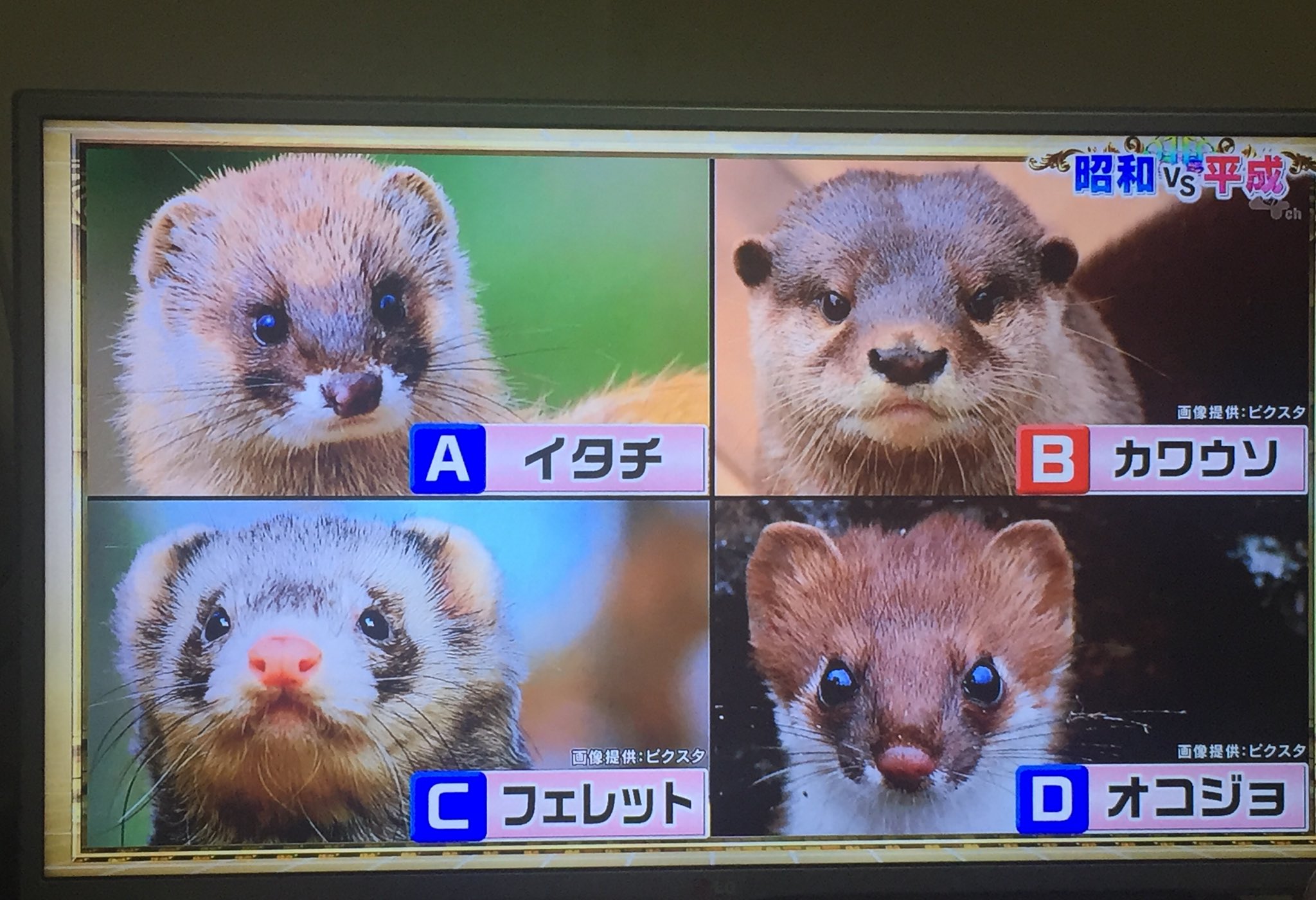 Twitter 上的 みく 3本イタチとぽん 潜在能力テスト カワウソはどれ って問題だったんだけど フェレットに反応してもう興奮 かわいいい イタチ系大好きすぎる T Co 3ijduantn1 Twitter