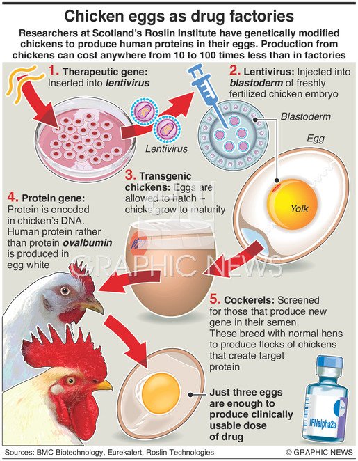 Modified Chicken Growth